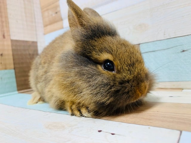 ライオンラビット