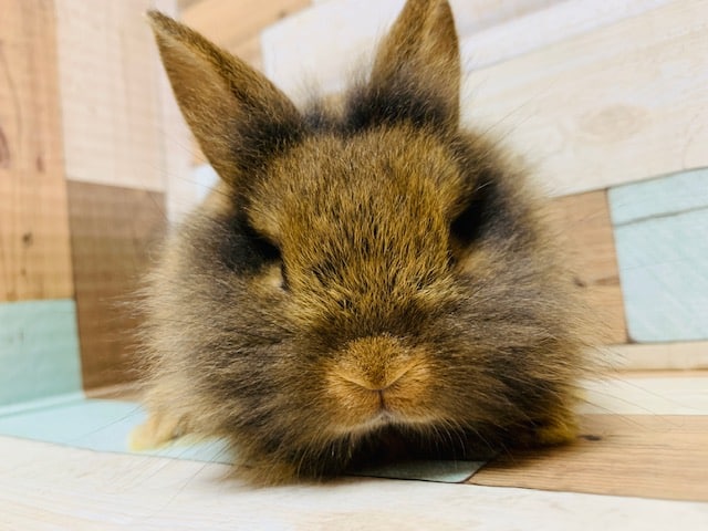 ライオンラビット