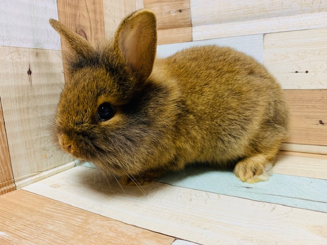 ライオンラビット