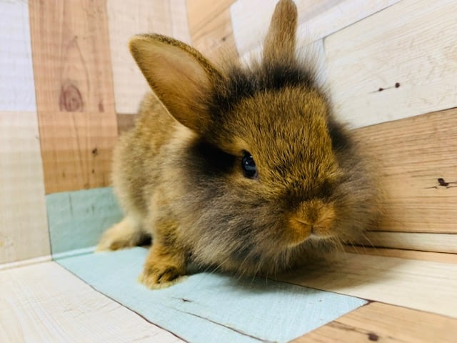 ライオンラビット