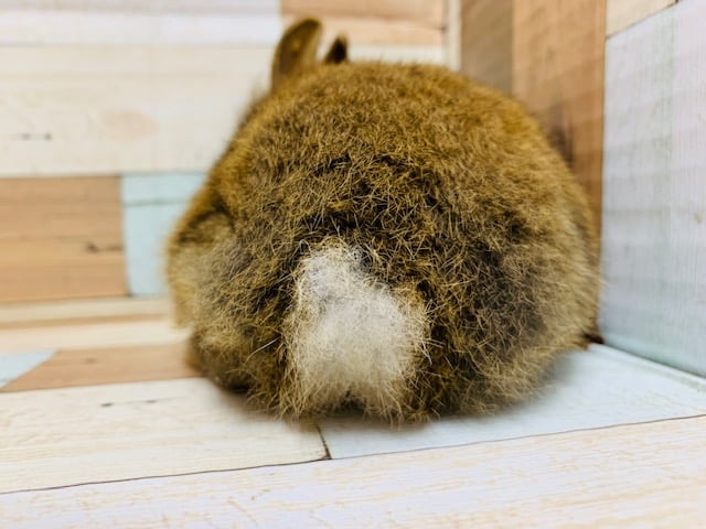 ライオンラビット