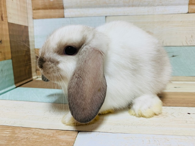 ロップイヤーラビット