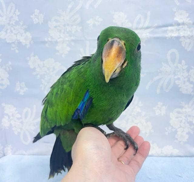 オオハナインコ