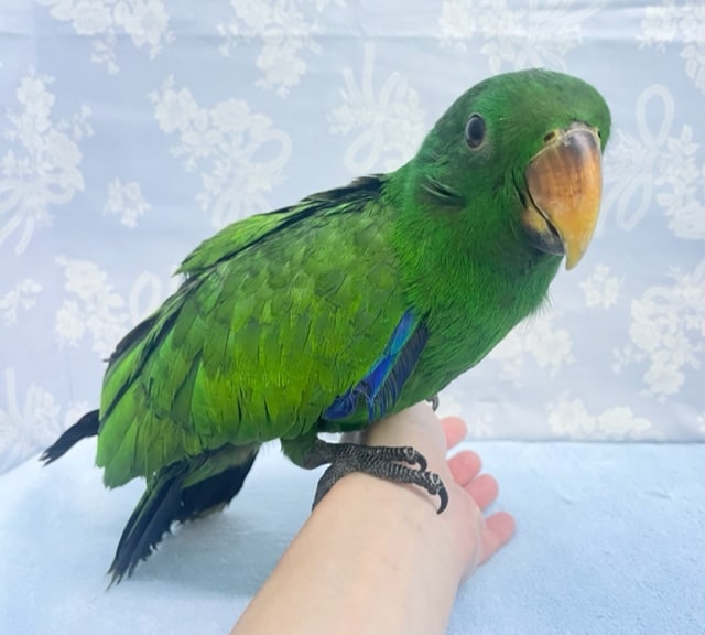 オオハナインコ