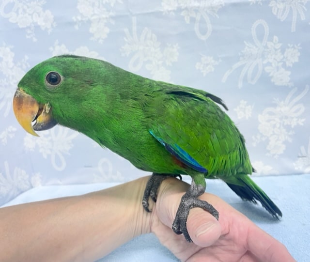 オオハナインコ