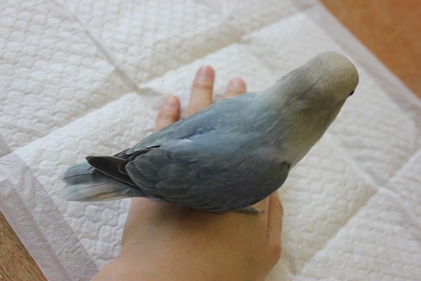 コザクラインコ（小桜インコ）