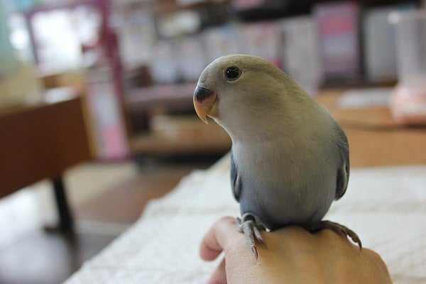 コザクラインコ（小桜インコ）