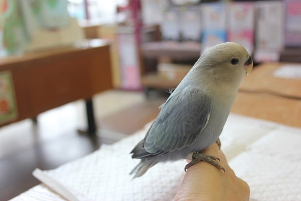 コザクラインコ（小桜インコ）