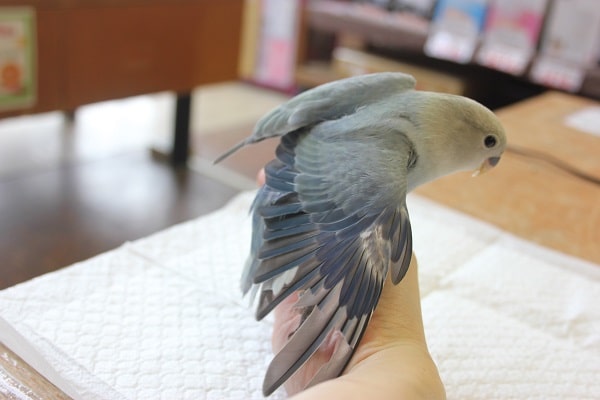 コザクラインコ（小桜インコ）