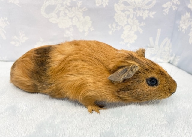 イングリッシュモルモット