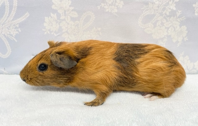 イングリッシュモルモット