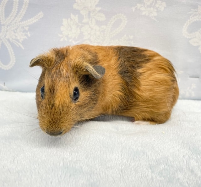 イングリッシュモルモット