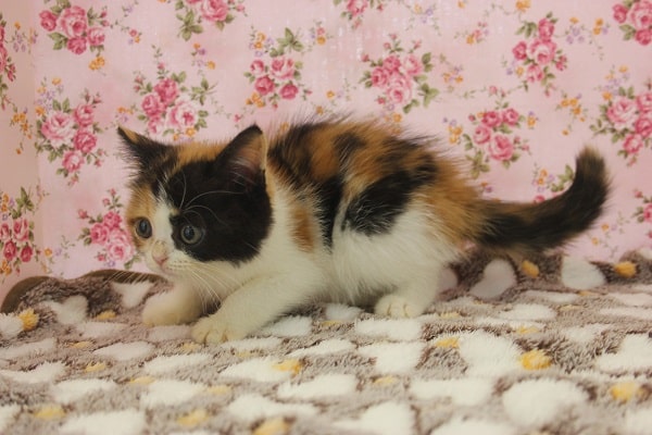 スコティッシュフォールド