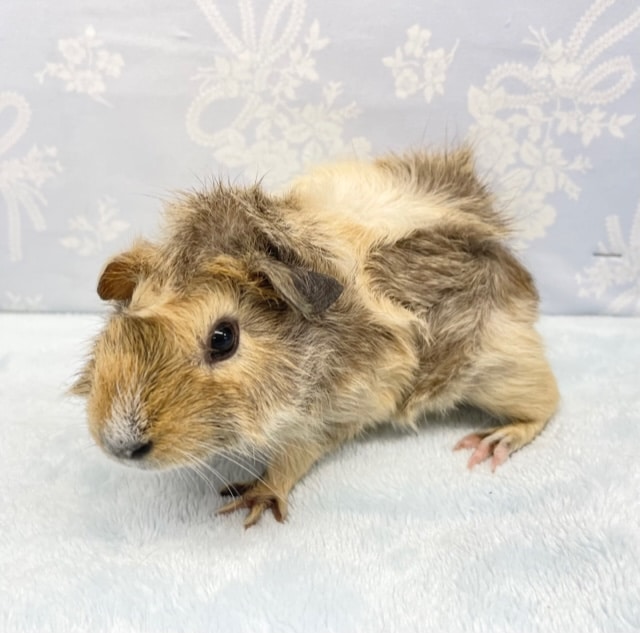 アビシニアンモルモット