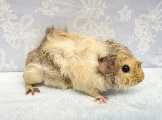 アビシニアンモルモット