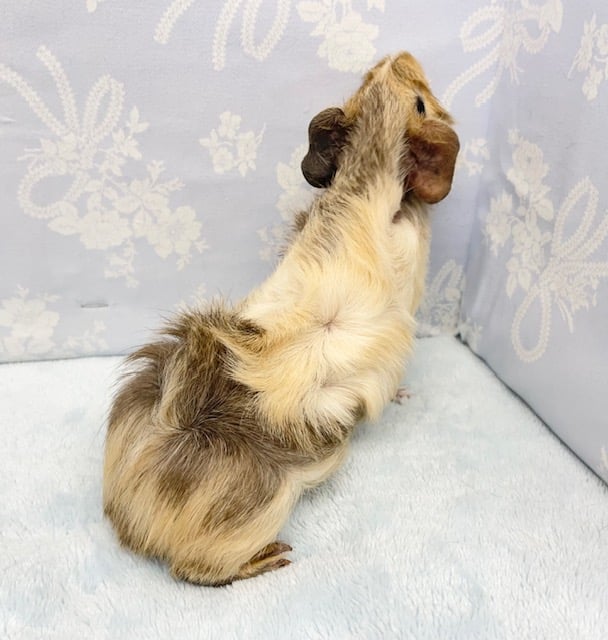 アビシニアンモルモット