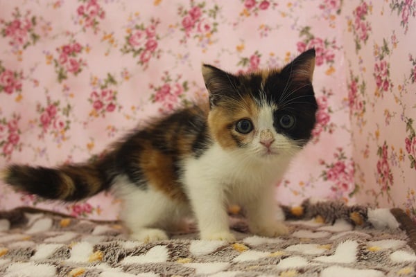 スコティッシュフォールド