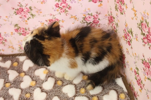 スコティッシュフォールド