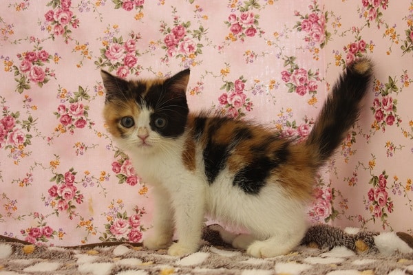 スコティッシュフォールド