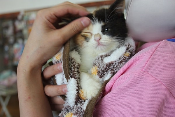 スコティッシュフォールド