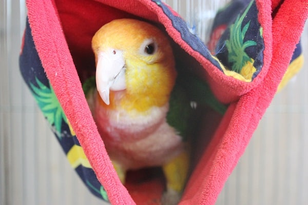 シロハラインコ