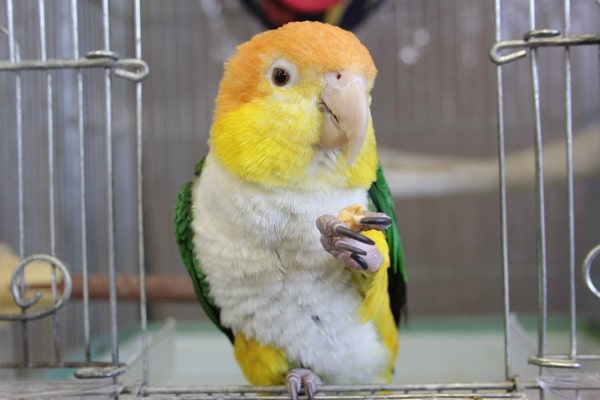 シロハラインコ
