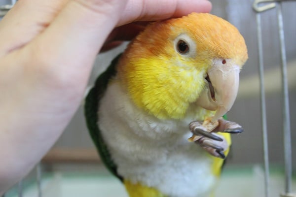 ちょっぴり怖がりさんだけど…個性的で愛おしいシロハラインコさんです💛 シロハラインコ