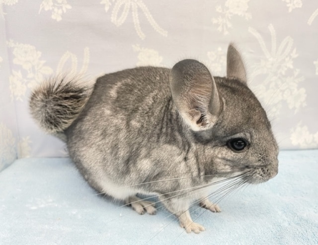 チンチラ