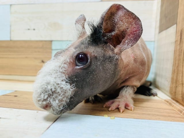 スキニーギニアピッグ