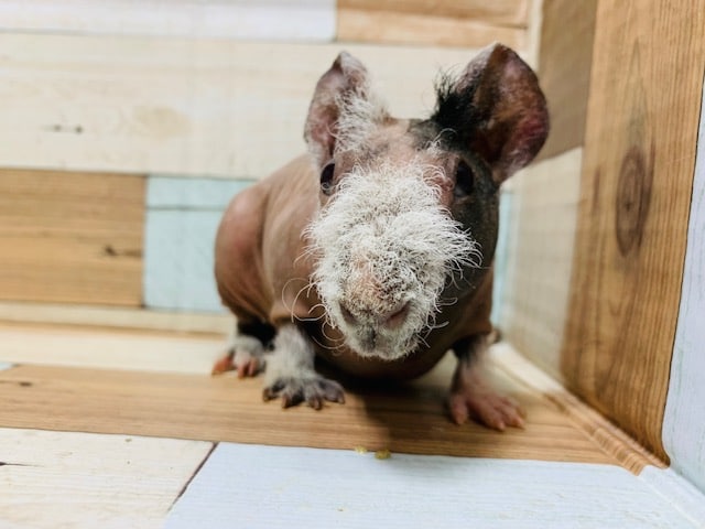 スキニーギニアピッグ