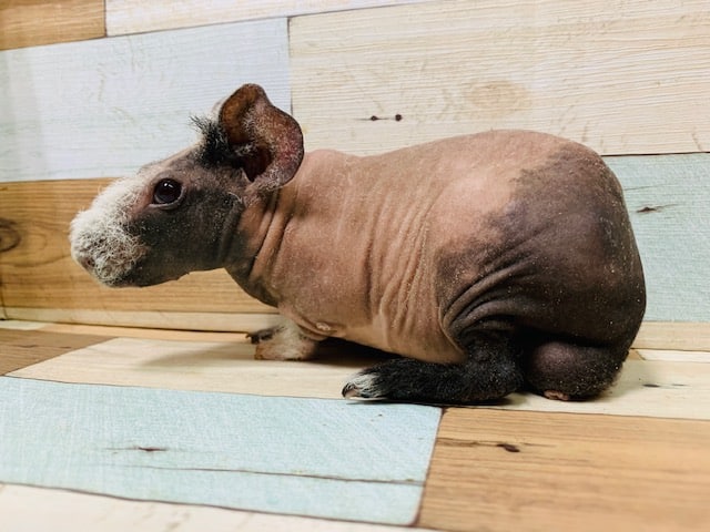 スキニーギニアピッグ