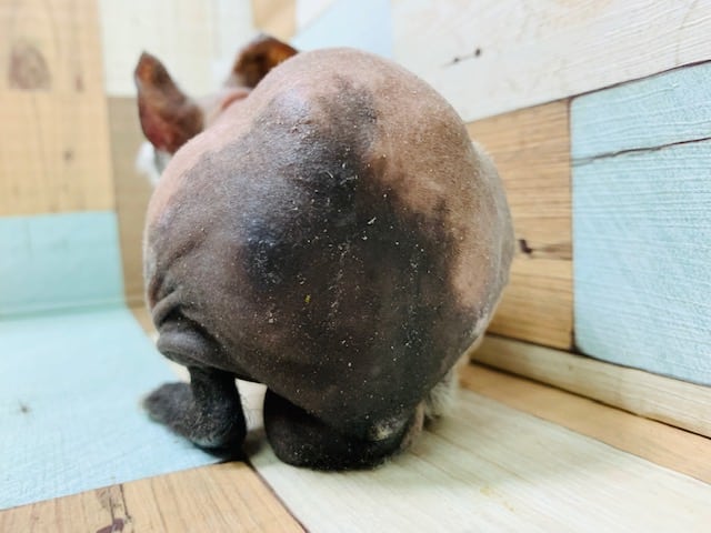 スキニーギニアピッグ