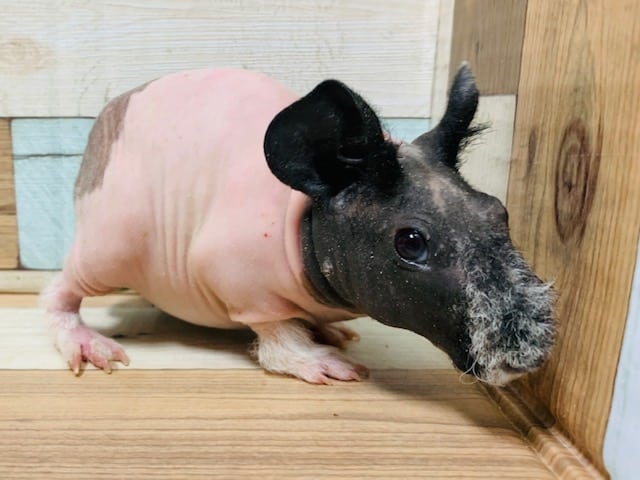 スキニーギニアピッグ