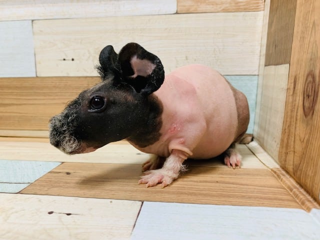 スキニーギニアピッグ