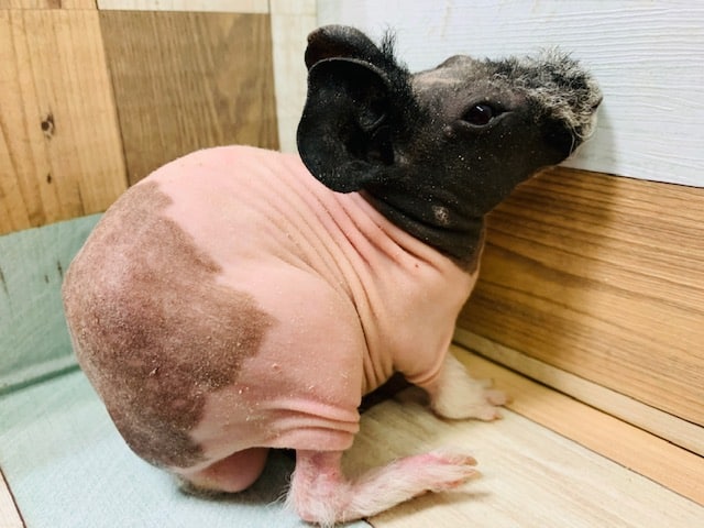 スキニーギニアピッグ