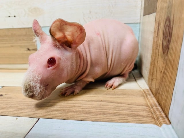 スキニーギニアピッグ