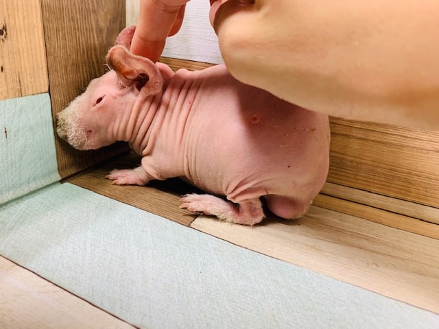 スキニーギニアピッグ