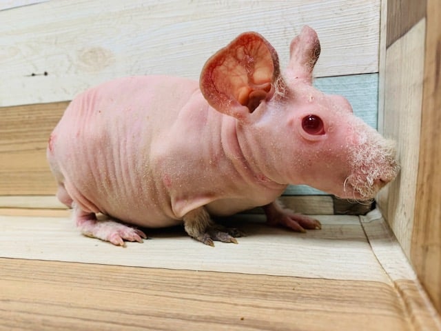 スキニーギニアピッグ