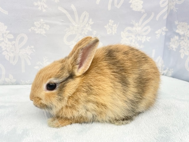 ミニウサギ
