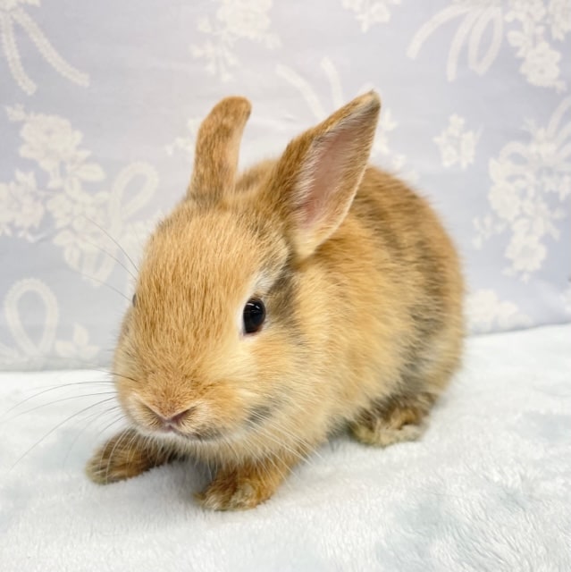 ミニウサギ