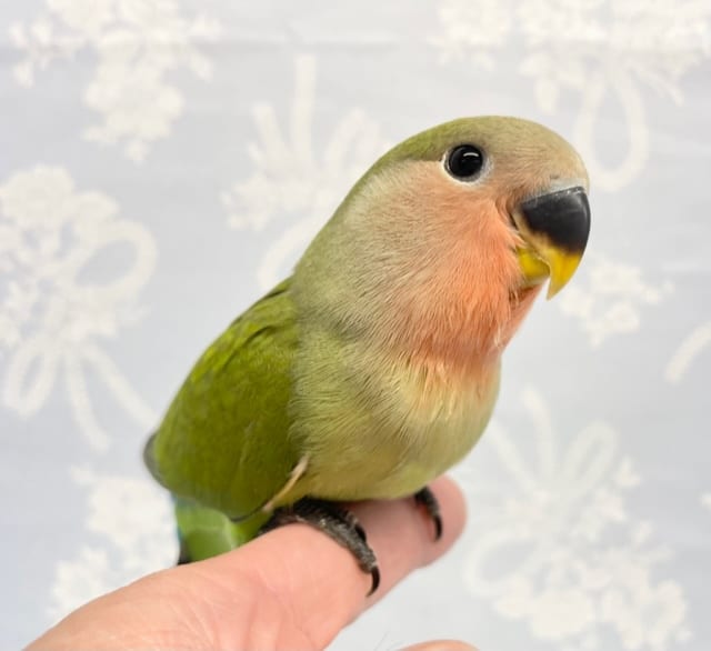 コザクラインコ（小桜インコ）