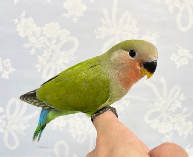 コザクラインコ（小桜インコ）