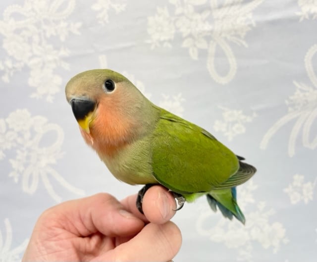 コザクラインコ（小桜インコ）