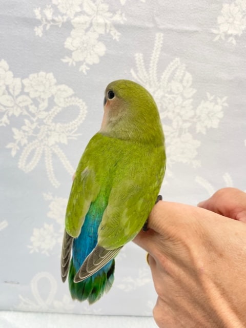 コザクラインコ（小桜インコ）