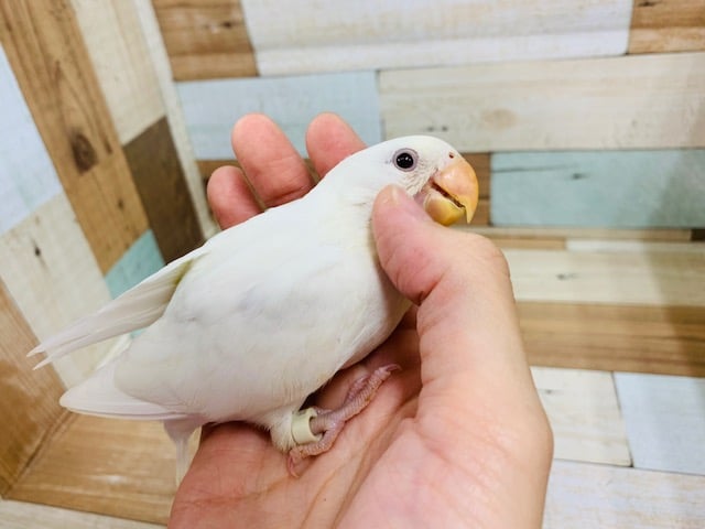 コザクラインコ（小桜インコ）