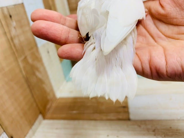 コザクラインコ（小桜インコ）