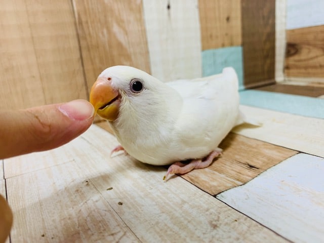 コザクラインコ（小桜インコ）