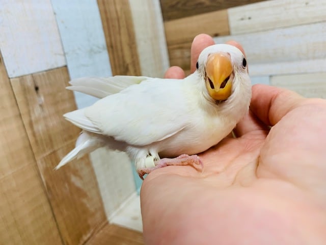 コザクラインコ（小桜インコ）