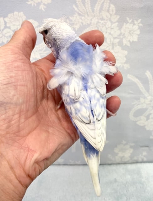 羽衣セキセイインコ