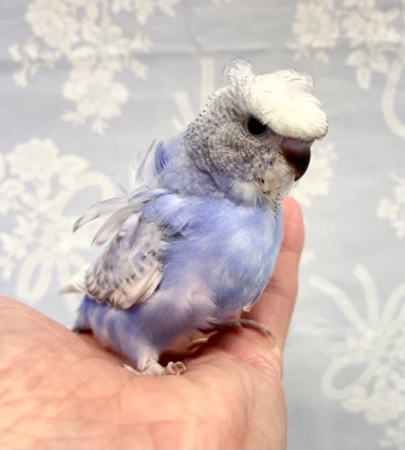 羽衣セキセイインコ